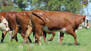 LOTE 76 | Remate Braford Estância do Sossego 2021