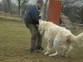 Caucasian Ovcharka: Winner Listicka, 22 months old - training I.