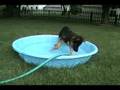 German Shepherd Dog - Common faults German Shepherd Dog - Common faults