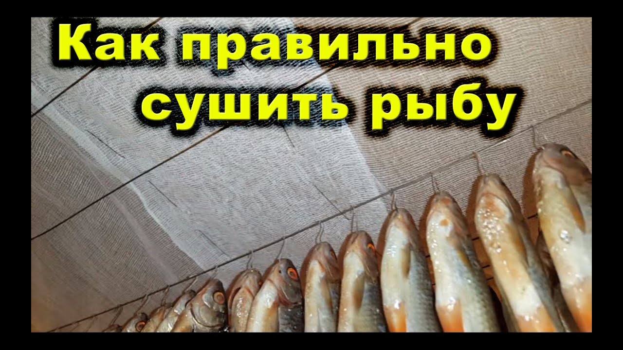 Как правильно сделать засолку рыбы Как правильно сделать засолку рыбы