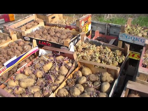 Схемы вышивки счётной гладью Схемы вышивки счётной гладью