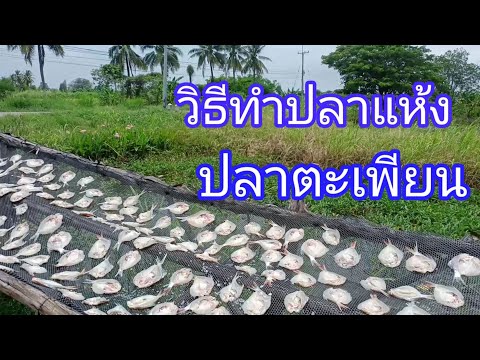 ปลาตะเพียน ตากแห้ง แดดเดียว