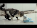 Curious Cat Pt. 8: Alpha Cat