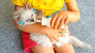 Emily's Kitty -Playing Hide and Seek and Feeding my Kitty