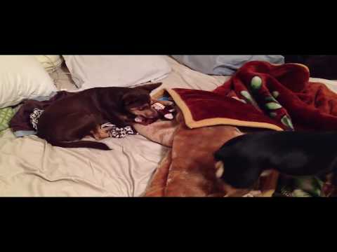 RIP Maya Torres - October 19, 2018
