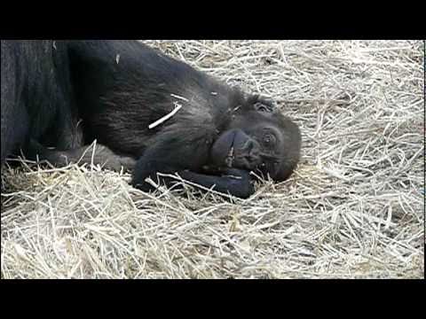 2011年4月7日の上野動物園のゴリラの赤ちゃんコモモ。Cute baby gorilla．＃02