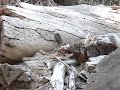 Rattle Snake in Yosemite Video Rattle Snake in Yosemite Video