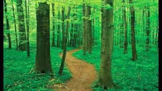 Meditation: Heal Your Body Image