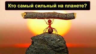 Кто Самый Сильный На Планете? Самые Сильные Животные!