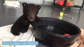 Bear Cub Mochi bathing | FOUR PAWS | www.four-paws.org