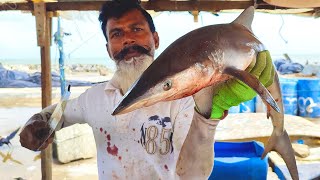 Milk Shark Fish Cutting Skills