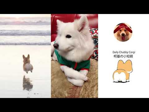 CUTE IS MY NAME Puppies&Cats 2019 Compilation Daily Chubby Corgi 猫狗蠢萌合集 |EP09