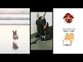 CUTE IS MY NAME Puppies&Cats 2019 Compilation Daily Chubby Corgi 猫狗蠢萌合集 |EP09