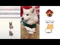 CUTE IS MY NAME Puppies&Cats 2019 Compilation Daily Chubby Corgi 猫狗蠢萌合集 |EP09