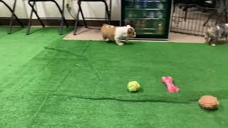 2 AKC English Bulldog Puppies Loooking For A Forever Home