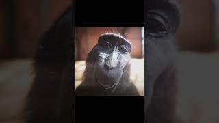 Me rn 🗿 #shorts #edit #viral #funny #monkey #memes