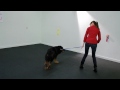 Training a Dog to Heel | Teacher's Pet With Victoria Stilwell
