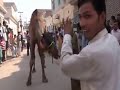 Dangerous Camel Qurbani At S R A Colony Multan