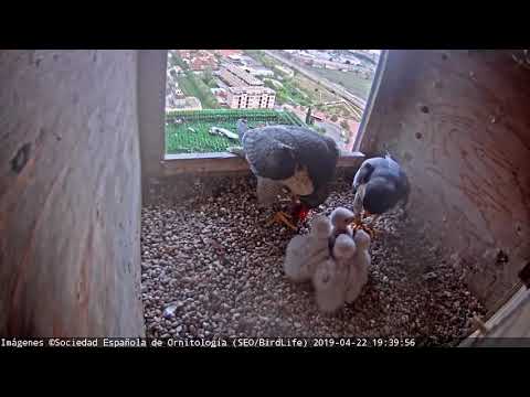 Ceba a pachas - Halcón peregrino - Alcalá de Henares - SEO/BirdLife