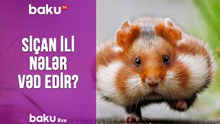 Siçan Ili Nələr Vəd Edir?