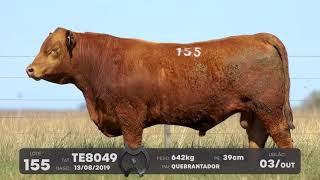 LOTE 155 - TOUROS ANGUS - LEILÃO SÃO BIBIANO 2021