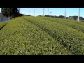 掛川新茶畑ツアー 日坂の茶畑 2011年４月２０日