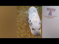 I SWEAR you will CRY WITH LAUGHTER! - Ultra FUNNY PETS & ANIMALS