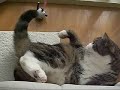maru