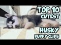 TOP 10 CUTEST HUSKY PUPPY VIDEOS OF ALL TIME