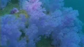 水中のお花畑