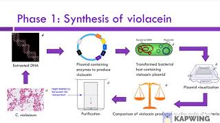Synthetic Violacein The Power Of Designer Pharmaceuticals In The Real World