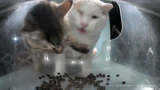 Handsome Tabby Kicks Mr. Sweetpea Away From The Bowl
