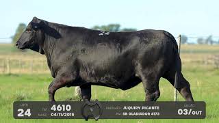 LOTE 24 - VENTRES BRANGUS - LEILÃO SÃO BIBIANO 2021