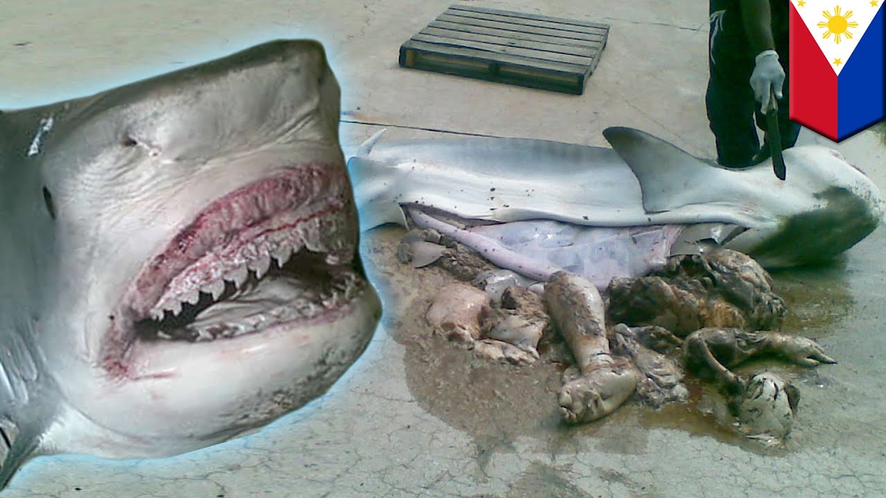 Rekin ludojad: rybacy znajdują ludzkie szczątki w żołądku olbrzymiego