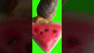 Snail Eating Watermelon Green Screen
