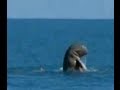 Rare Dolphins Caught on Film