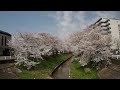 伊賀川の桜並木と伊賀八幡宮