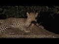 wildlife
