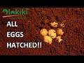 Snail Eggs incubation and hatching made easy!