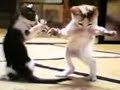 #قطة# ترقص#القطة_#المشمشية #