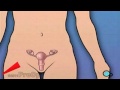 ovaries