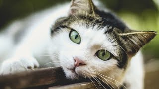 Eğer Bir Kedi Olarak Doğsaydım... ~ MercyForAnimals • If I Were Born A Cat #Veganism