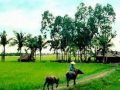 Nhớ Làng Quê - sáng tác Khắc Chí - ca sĩ Quốc Hải