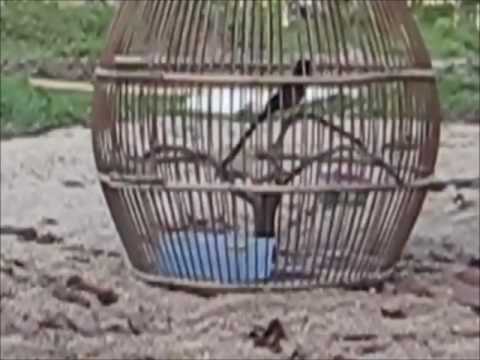 VIDEO : kicau mania burung murai batu thailand super -  ...