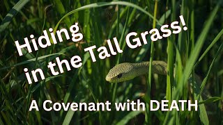 Hiding In The Tall Gr A Covenant With Death