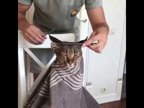 FunnyCats | A cat at the hairdresser