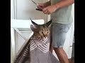 FunnyCats | A cat at the hairdresser