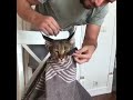 FunnyCats | A cat at the hairdresser