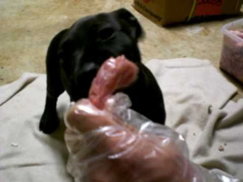 8 week puppy food 8 week pit bull puppy eats his meal 8 week puppy food 8 week pit bull puppy eats his meal