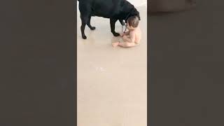 Labrador Retriever Dog Playing With A Baby Dog Licking Baby Best Combination Youtube Shorts